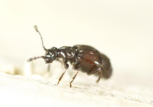Brachygluta sp.